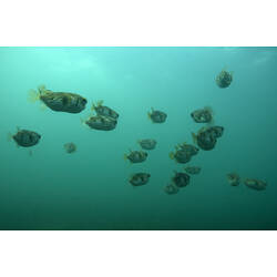 A school of fish, the Globefish, swimming in pale blue water.