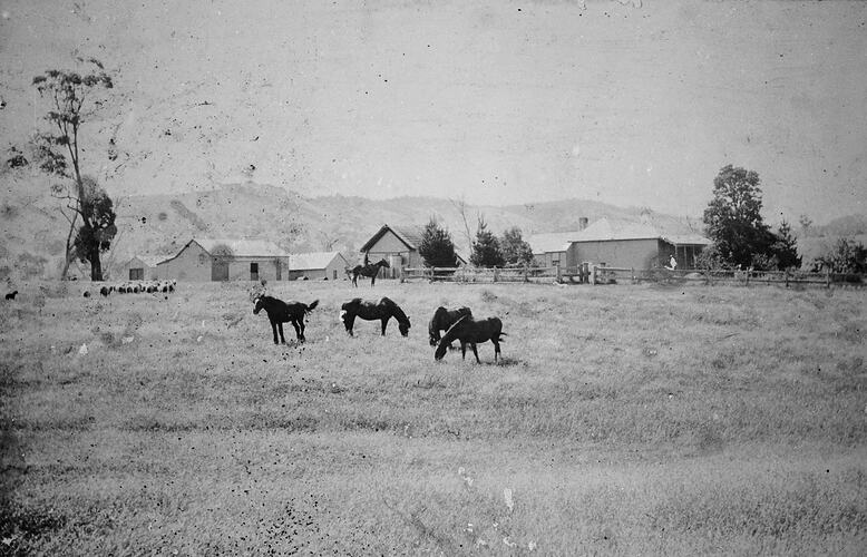 Homestead with horses and sheep in foreground.