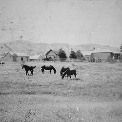 Negative - Milton Park Station, Glenaladale District, Victoria, circa 1895