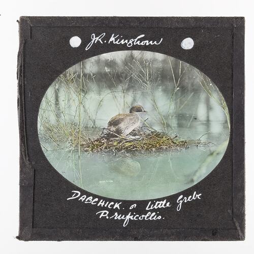 Lantern Slide - Dabchick or Little Grebe, 1920-1940