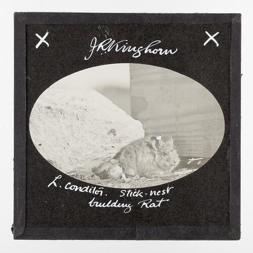 Lantern Slide - Stick-Nest Building Rat, 1920-1940