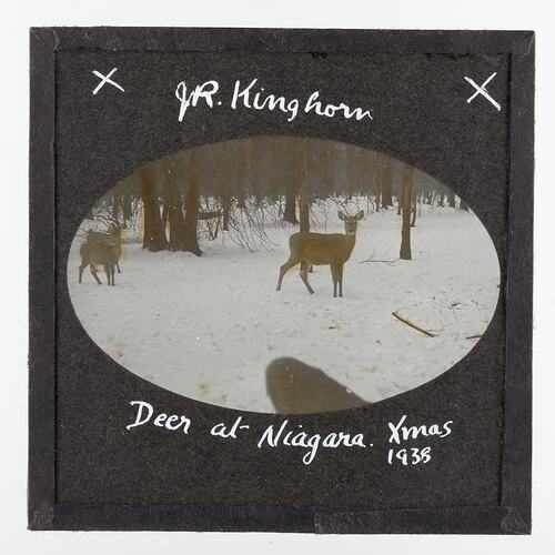 Lantern Slide - Deer at Niagara, Xmas, 1938