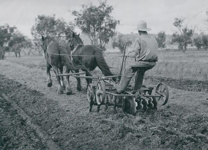 Man driving a two horse team pulling a disc harrow.