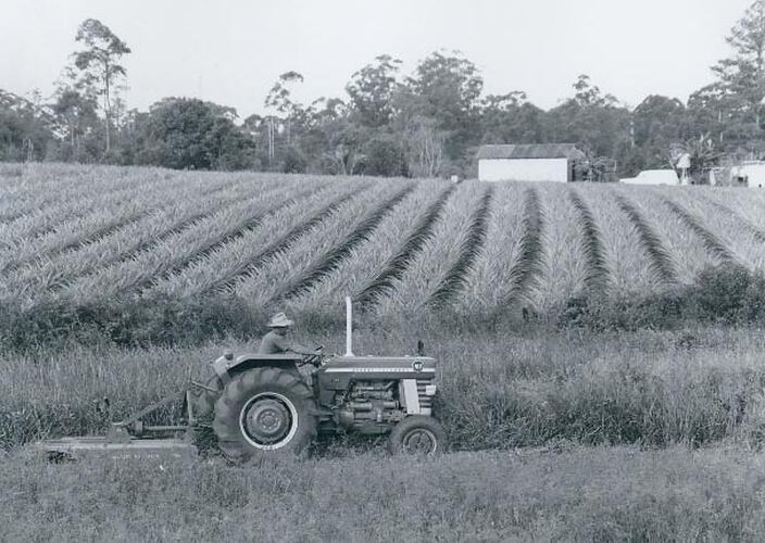 Man driving a tractor in front of pineapple crop.