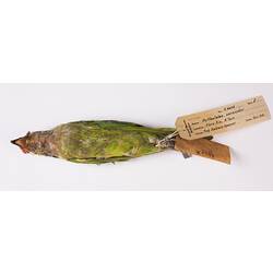 Dry bird skin specimen with labels.