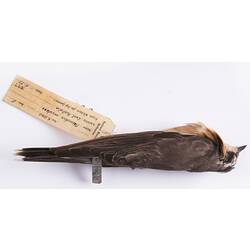 Dry bird skin specimen with labels.