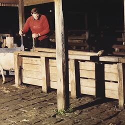 Digital Photograph - Drafting Sheep, Newmarket Saleyards, Newmarket, 1987