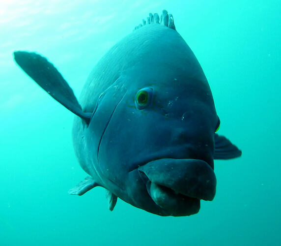 Large blue-tinged fish swimming towards camera.