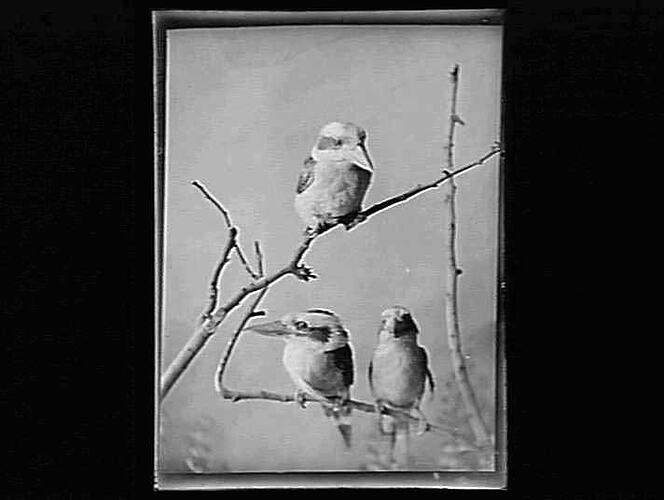 Negative - Glass