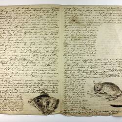 Old handwritten manuscript with illustrations.