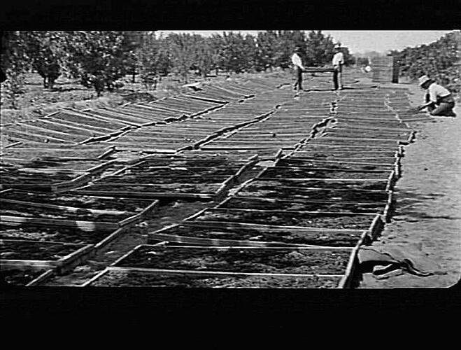 NEWNHAM - DRYING CURRENTS