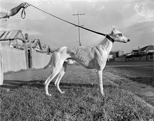 Greyhound, Melbourne, Victoria, 1953