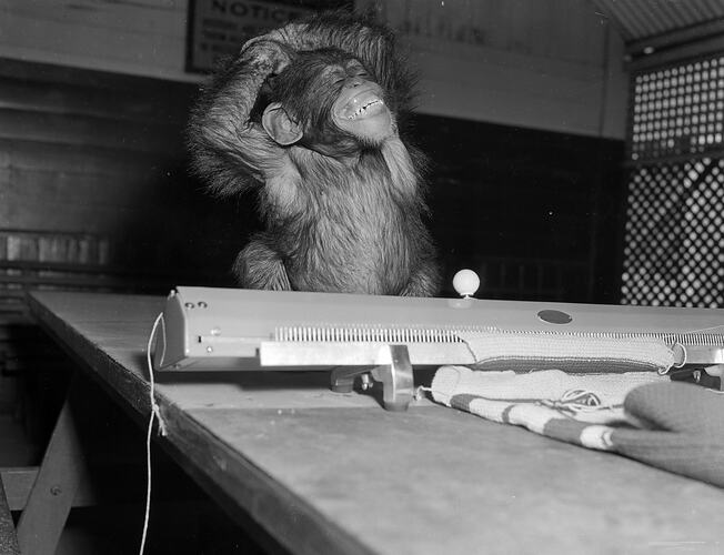 Monkey Using Knitting Machine, Melbourne, Victoria, 1953