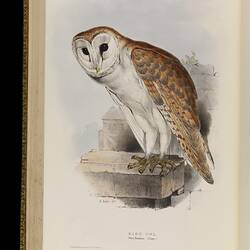 A brown and rust coloured owl with a white chest and face, perched on a stone.