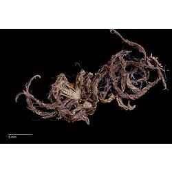 Feather star specimen with long tangled arms.