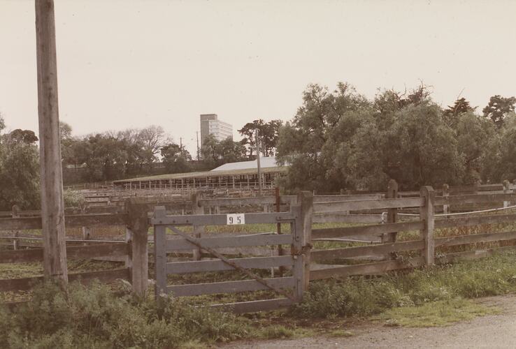 Holding Yard, Newmarket, Aug 1985
