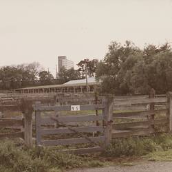 Digital Photograph - Holding Yard, Newmarket, Aug 1985