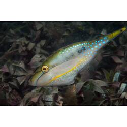 Silver fish with iridescent blue spots and yellow stripe.