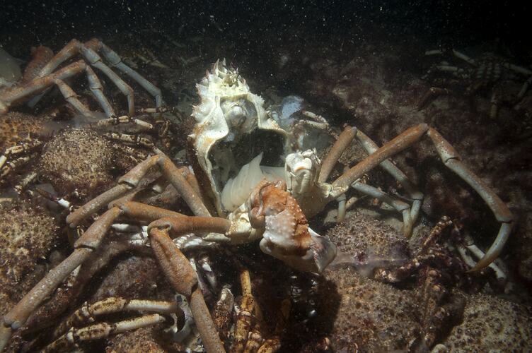 <em>Leptomithrax gaimardii</em>, Giant Spider Crab. Rye Pier, Port Phillip, Victoria.