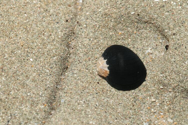 <em>Nerita (Melanerita) atramentosa</em>, Black Nerite. Bunurong Marine National Park, Victoria.