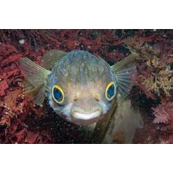 <em>Diodon nicthemerus</em>, Globefish. Bunurong Marine National Park, Victoria.
