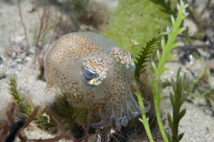 <em>Sepiadarium austrinum</em>, Southern Bottletail Squid. St Leonards Jetty, Port Phillip, Victoria.