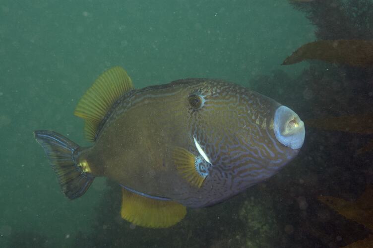 Pale fish with yellow fins and blue markings above reef.