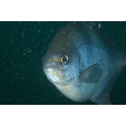 <em>Scorpis aequipinnis</em>, Sea Sweep. Popes Eye, Port Phillip, Victoria.