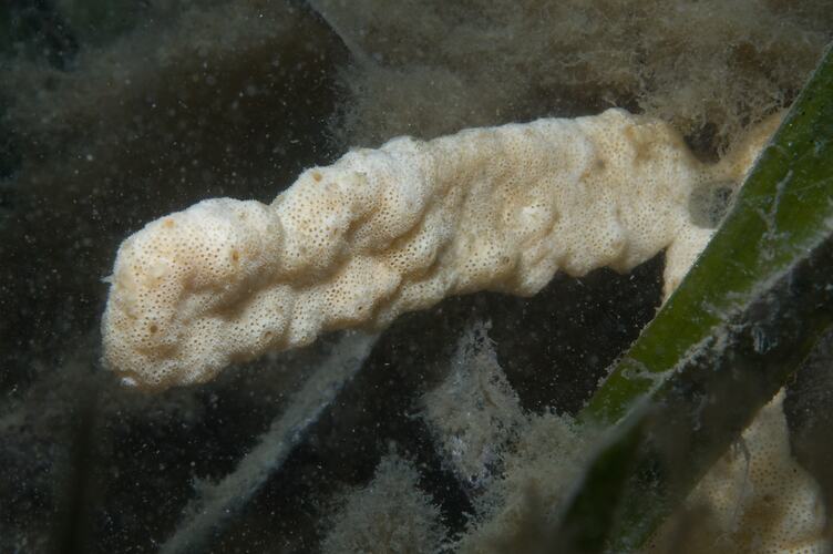 Phylum Porifera, sponge. Wilsons Promontory National Park, Victoria.