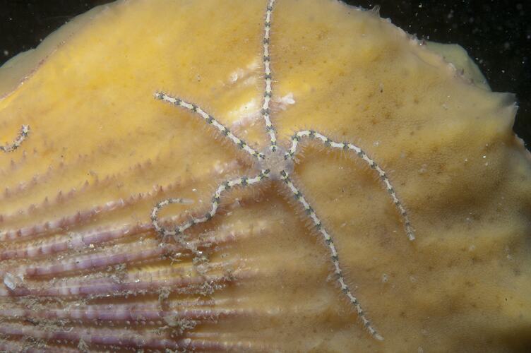 Class Ophiuroidea, brittle star. Wilsons Promontory National Park, Victoria.
