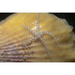 Class Ophiuroidea, brittle star. Wilsons Promontory National Park, Victoria.