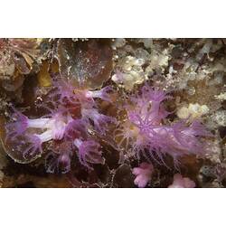 Class Anthozoa, soft coral. Wilsons Promontory National Park, Victoria.