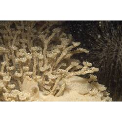 Class Ascidiacea, ascidian. Western Port, Victoria.