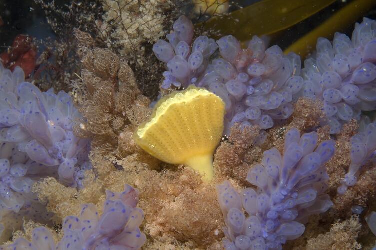 <em>Clavelina</em> sp., ascidian. Beware Reef, Victoria