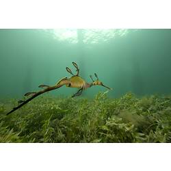 <em>Phyllopteryx taeniolatus</em>, Common Seadragon. Western Port, Victoria.