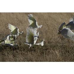 White cockatoos taking off.
