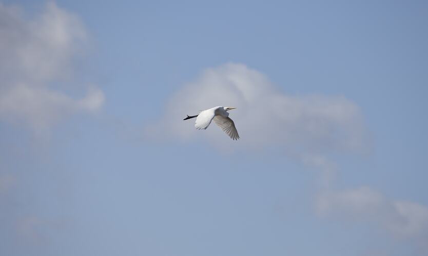 <em>Ardea alba</em>, Great Egret. Budj Bim Cultural Heritage Landscape, Victoria.