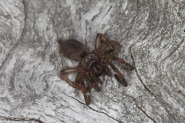 Order Araneae, spider. Grampians National Park, Victoria.