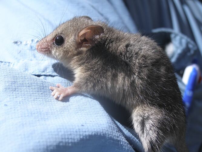 Small possum on blue cloth.