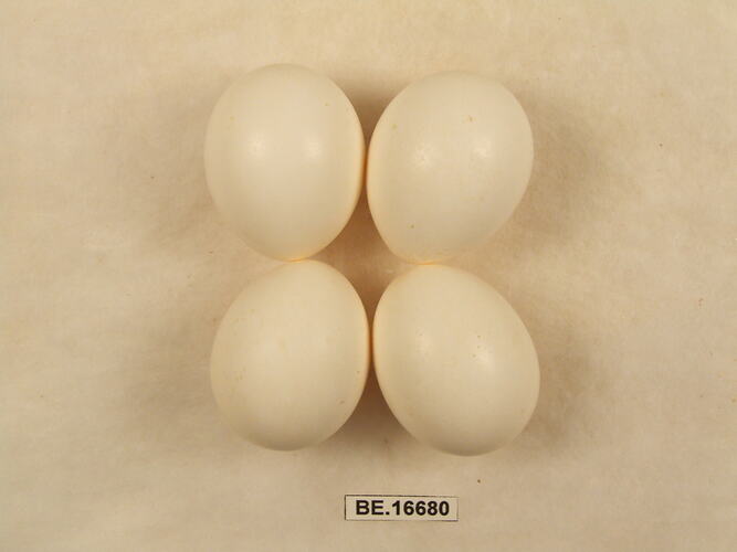 Four bird eggs with specimen label.