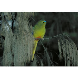 A bird, the Orange-bellied Parrot, perched on a branch at night.