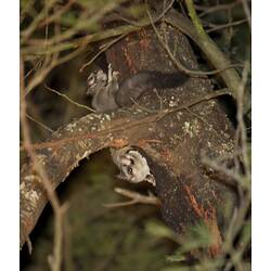 Two grey gliders on tree branch at night.