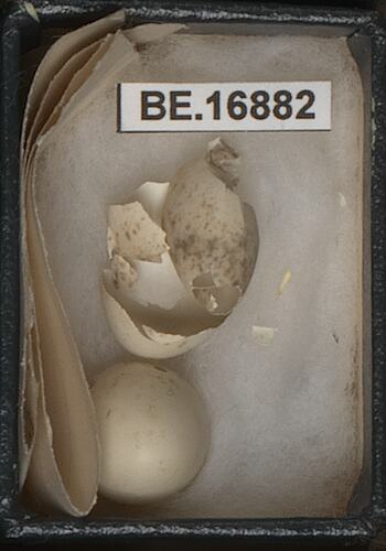Five bird eggs, one broken, with specimen labels in box.