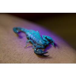 A Little Marbled Scorpion fluorescing blue-green under UV light.