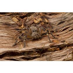 Brown spider, legs banded with yellow spots.