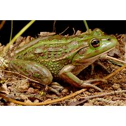 Side view of green frog with brown patches.