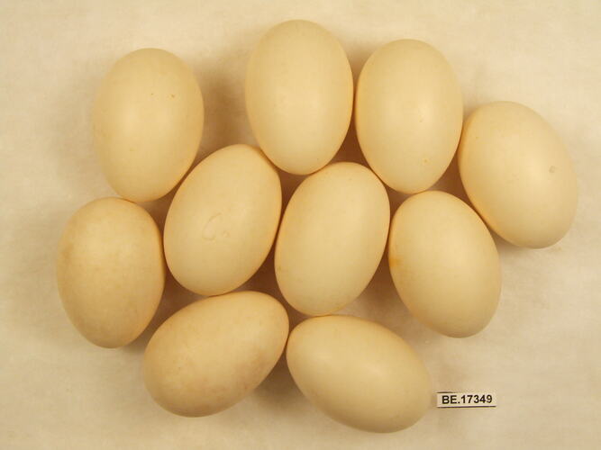 Ten bird eggs with specimen label.