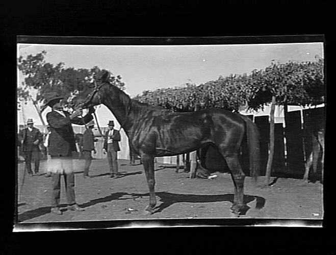 Negative - Racehorse, Normanton