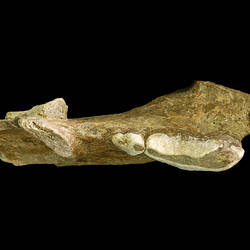 Fossil jaw fragment with large bladed tooth and long pointed tooth.