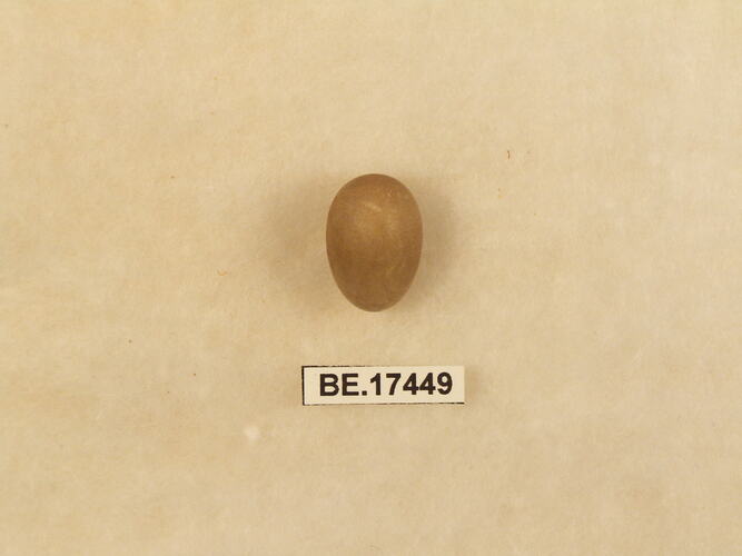 Bird egg with specimen label.